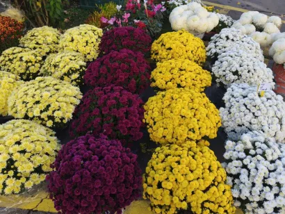 Foto: Gradska tržnica Daruvar