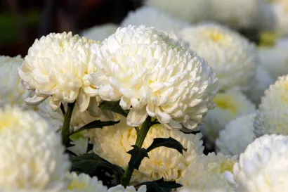 Foto: Goran Sebelić/CROPIX