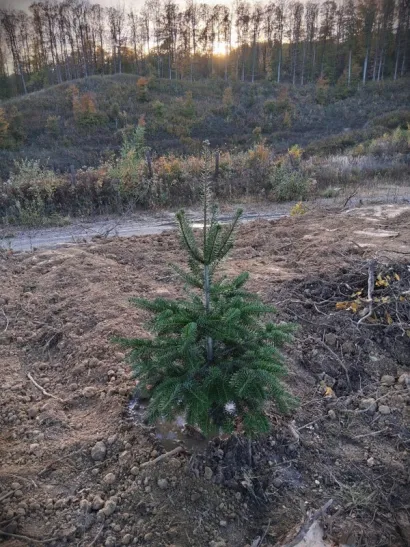 Na odmorištu su posađena nova stabla/Foto: Udruga Lipa Garešnica