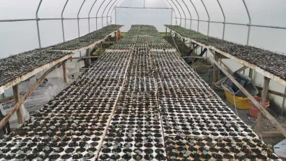 Prva faza uzgoja, u kontejnerima i plastenicima/Foto: Privatni album