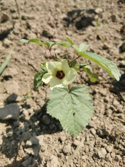 Sadnica bamije/Foto: Privatni album