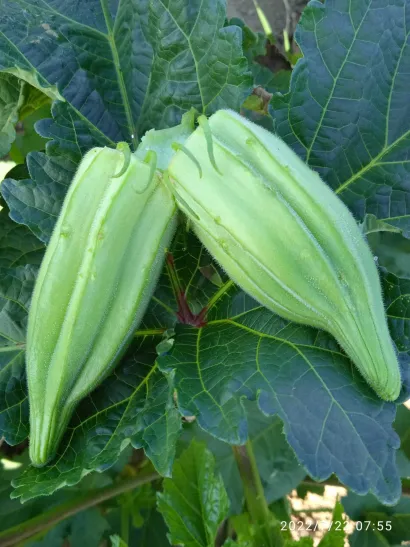 Ova biljka vrlo je cijenjena i u kulinarstvu/Foto: Privatni album