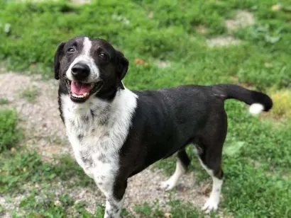 Charlie se nada toplom domu/Foto: Udruga Vau Vau