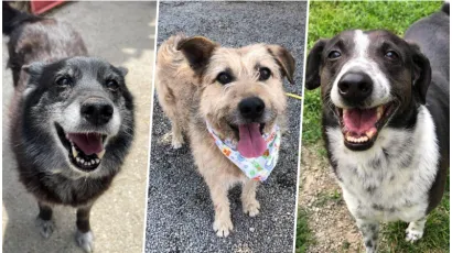 Foto: Udruga Vau Vau