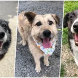 Foto: Udruga Vau Vau