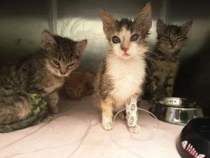 U azilu se nalazi i desetak maca/Foto: Udruga Vau Vau