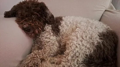 Traži se ovaj prekrasni pas/Foto: Privatni album