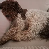 Traži se ovaj prekrasni pas/Foto: Privatni album