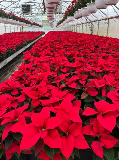 Raven&scaron;ćakovi su ove godine proizveli 24.000 zvijezda/Foto: Privatni album