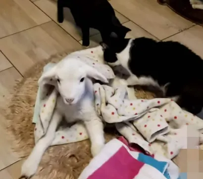 Janje koje je izgrizao pas/Foto: Privatni album