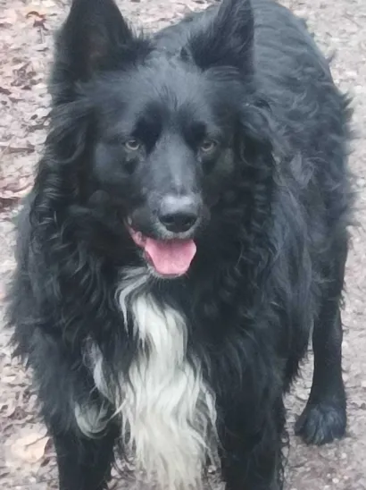 Bukijev vjerni pratitelj Garo/Foto: Privatni album