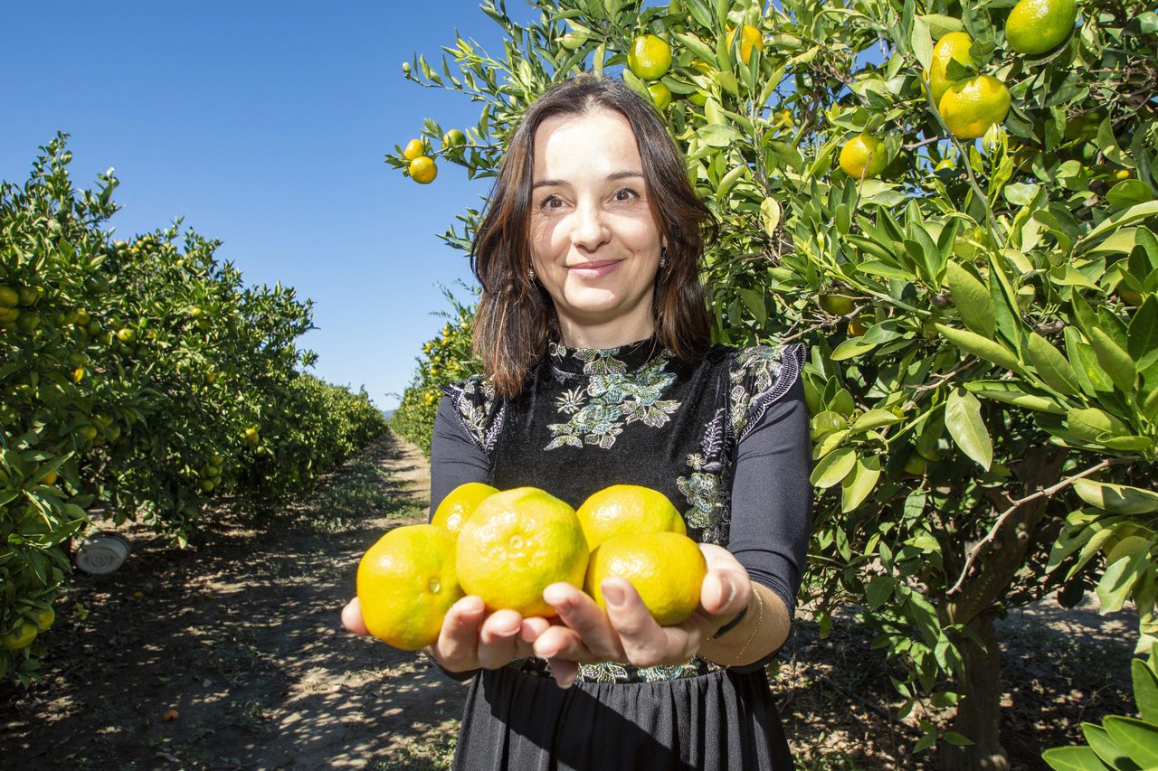 Fotografija: Ministrica poljoprivrede Marija Vučković snimljena tijekom nedavne berbe mandarina/Denis Jerković/CROPIX
