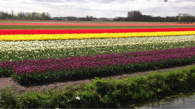 Tomislav je živio u naselju Liesse, u čuvenim nizozemskim cvjetnim poljima tulipana/Foto: Mario Barać