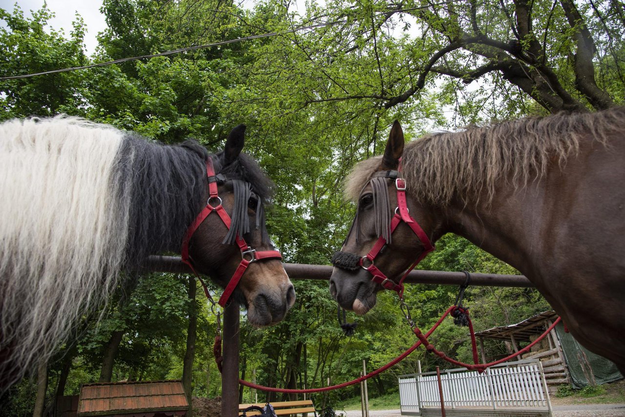 Fotografija: Neki od OPG-ovaca s daruvarskog područja od dobivenog su iznosa kupili konje/Foto: Ivana Nobilo/CROPIX