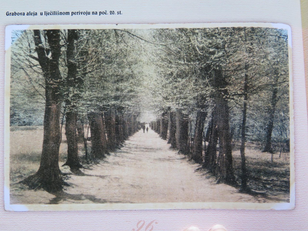 Fotografija: Grabova aleja prije sto godina – zasjenjeni put između tabli livada/Foto: Arhiv Vlatke Daněk