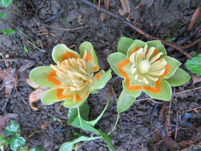 Cvjetovi ne mirišu ali su medonosni. Tulipanovac je državni simbol u Indiani, Kentuckyju i Tennesseeju/Foto: Vlatka Daněk