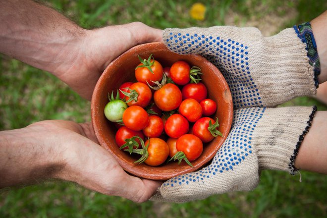 Hoćemo li ostati bez domaćih rajčica?/Foto: Unsplash