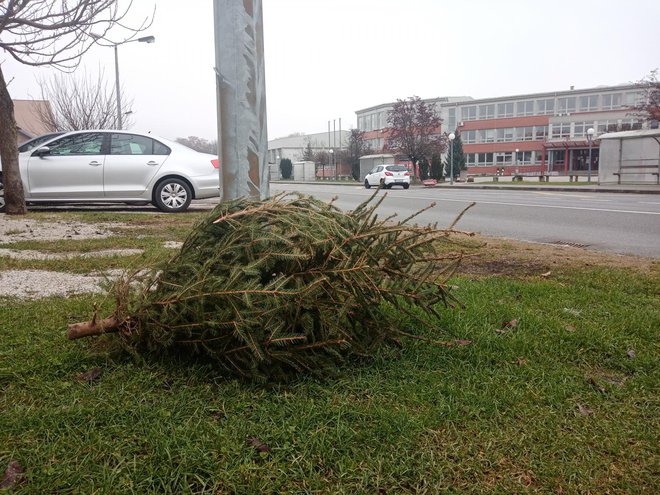 Na području Grada Bjelovara odvoz božićnih drvaca posebnim vozilima biti će u periodu od 7. do 13. siječnja/Foto: Deni Marčinković