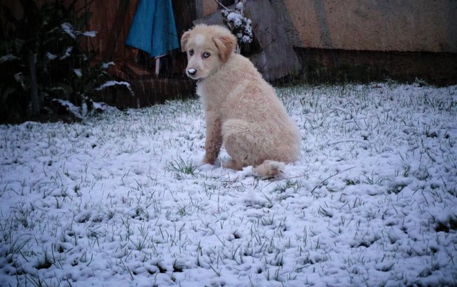 Pas kojem je naslađe zabiti njušku u snijeg/Foto: Nikica Puhalo