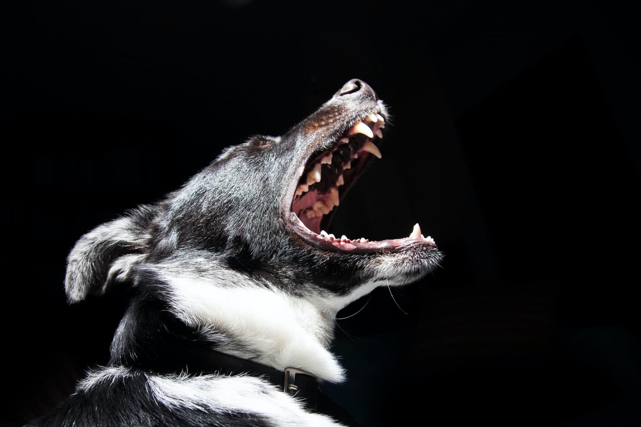 Fotografija: Dva ogromna opasna psa 71-godišnje vlasnice iz Pakraca završit će u azilu na Bučju/ Foto: Pexels