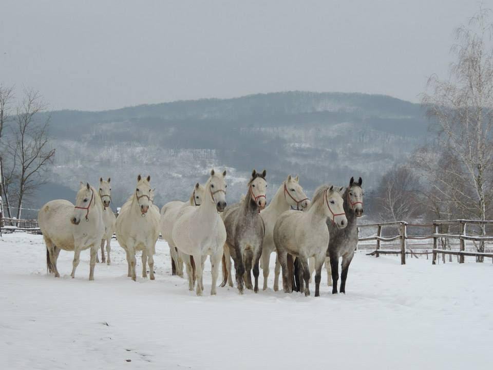 Fotografija: Lipicaneri uživaju u zimskim radostima/Foto: Compas.hr