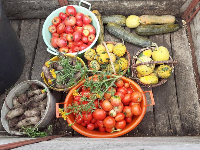 Ekološki uzgojeno povrće iz vrtova obitelji Vlajinić/Foto: Dubravka Vukoja
