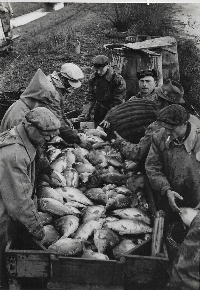 Sortiranje ulovljene ribe / Foto: arhiv Ribnjačarstva