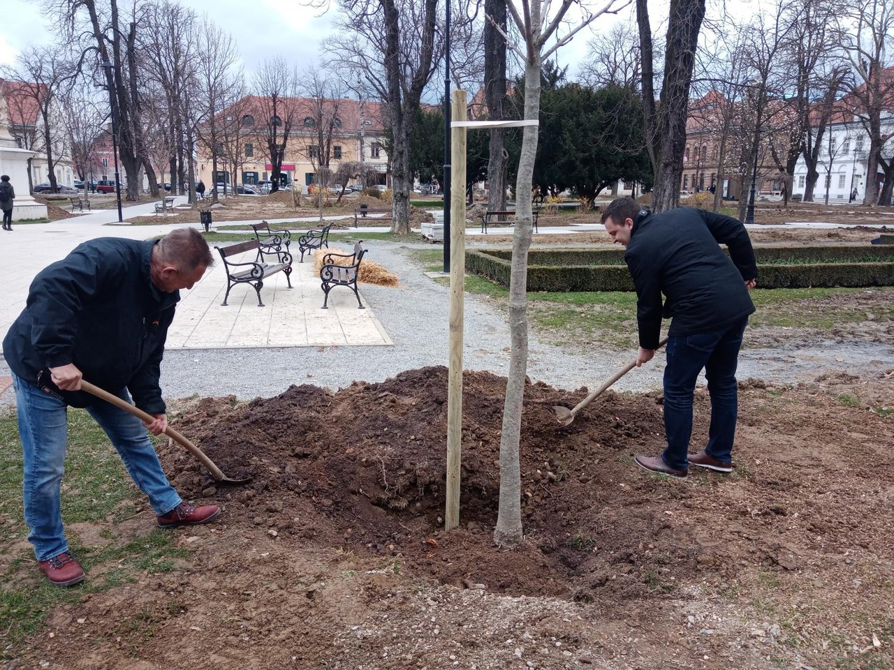 Fotografija: Bjelovarski gradonačelnik Dario Hrebak prilikom sadnje novih stabala divljeg kestena u gradskom parku/ Foto: Deni Marčinković