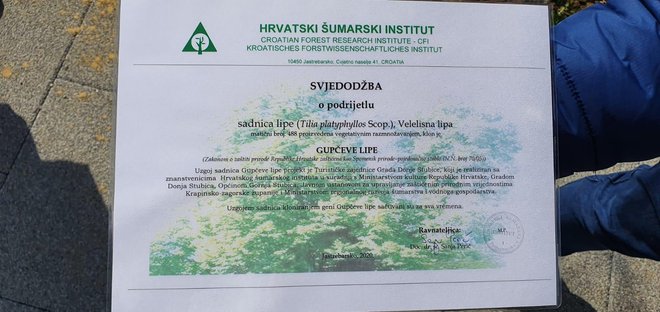 Certifikat 488 Gupčeve lipe koja od danas krasi središnji gradski park/ Foto: Grad Bjelovar