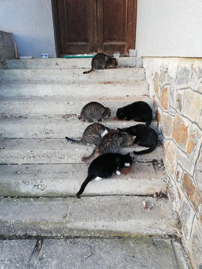 Mačke na stepenicama u Moslavačkoj ulici/Foto: Facebook Nova Garešnica