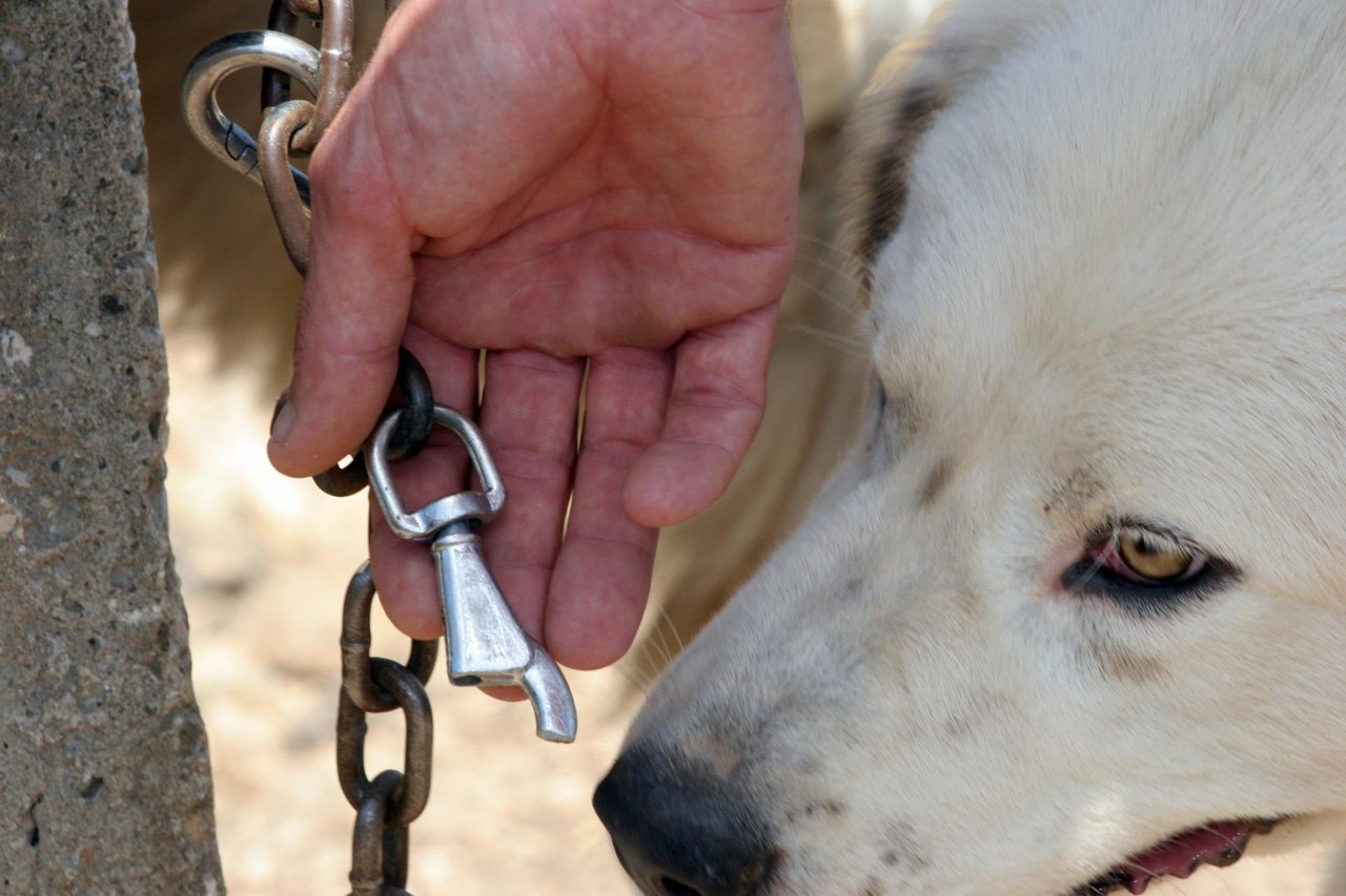 Fotografija: Pakračanin je držao psa bez nazdora zbog čega će sada morati platiti kaznu/CROPIX (ilustracija)