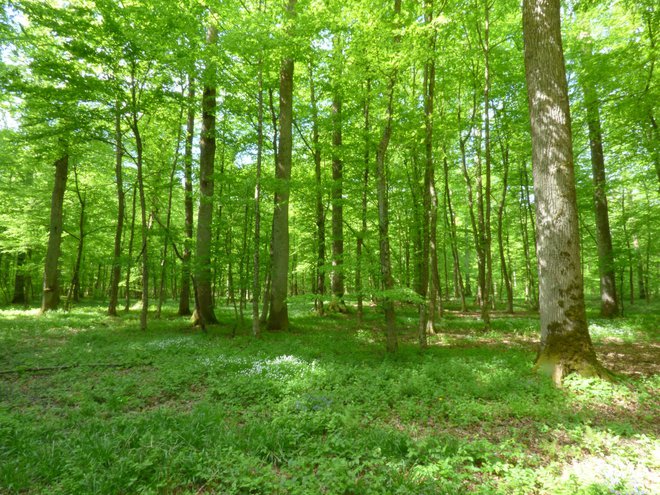 U kontinentalnom dijelu Hrvatske najviše obitavaju šume bukve, graba i hrasta lužnjaka i kitnjaka/ Foto: Hrvatske šume
