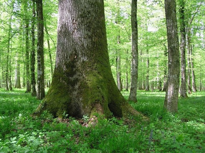 Zrela šuma /Foto: Hrvatske šume
