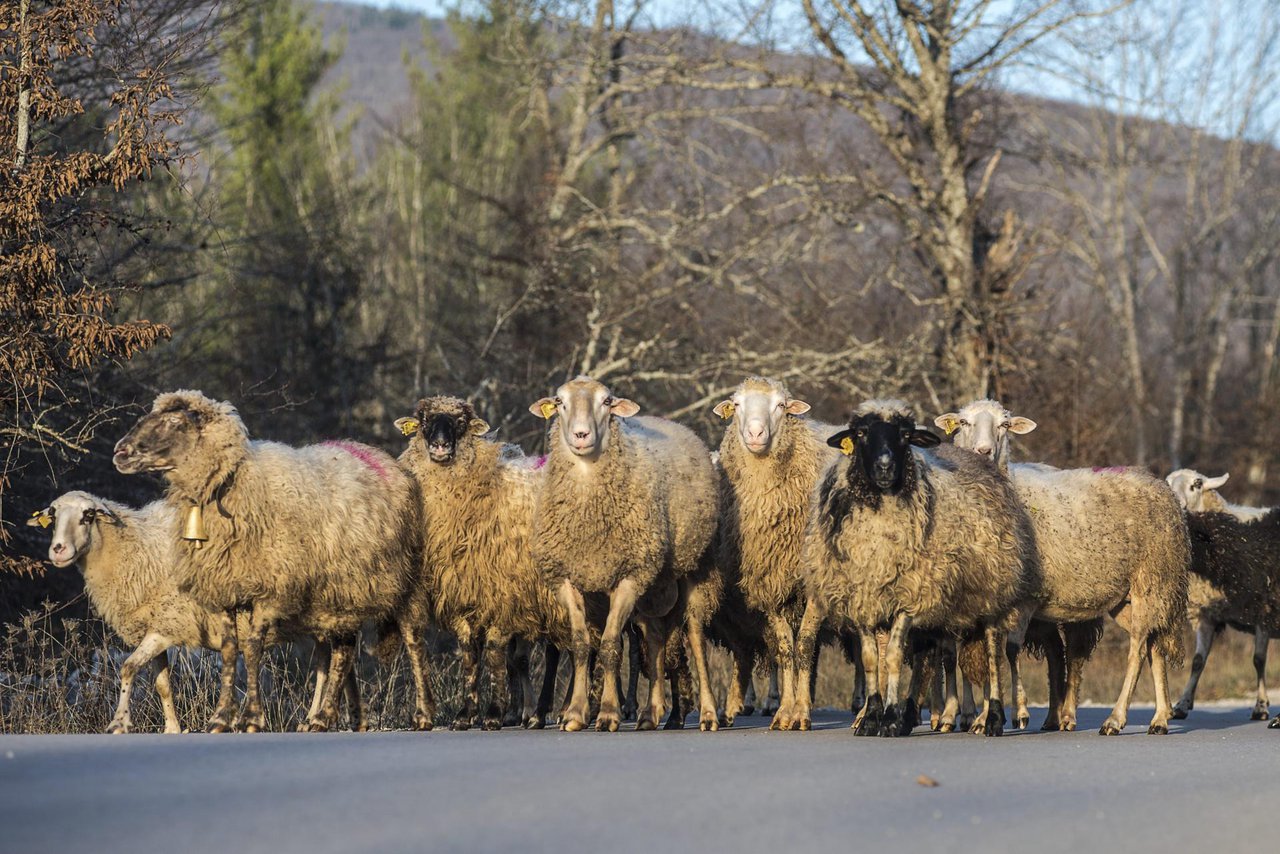 Fotografija: Ovce na cesti remetile su normalno odvijanje prometa/Foto: Ivana Nobilo/CROPIX (ilustracija)