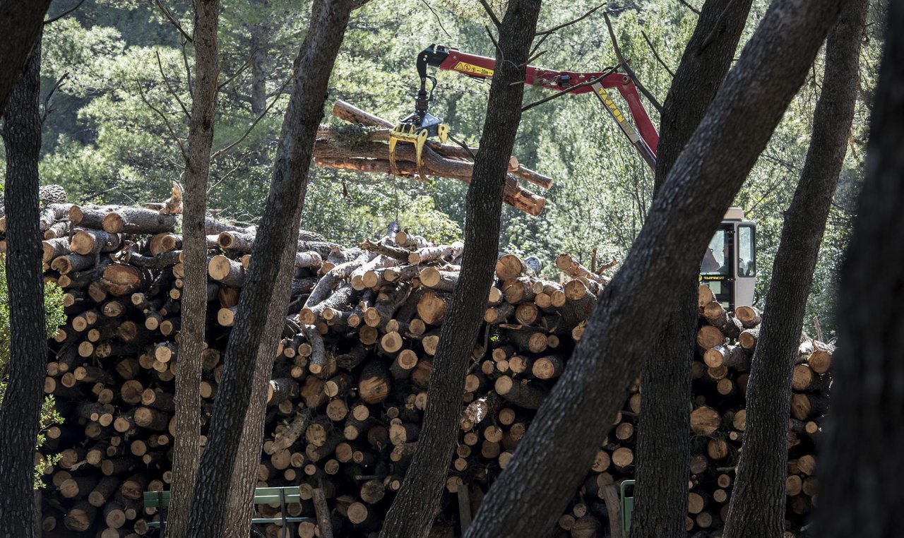 Fotografija: Radnik Hrvatskih šuma smrtno je stradao tijekom rušenja stabala/Foto: Josko Ponos/CROPIX(ilustracija)