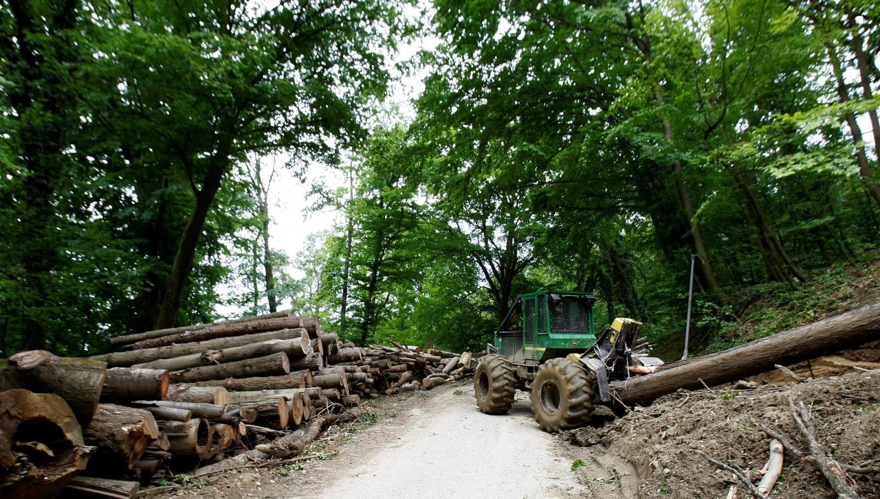 Fotografija: Drva su nestala iz državne šume u razdoblju od 6. do 10. svibnja ove godine/Foto: Ranko Šuvar/CROPIX (ilustracija)