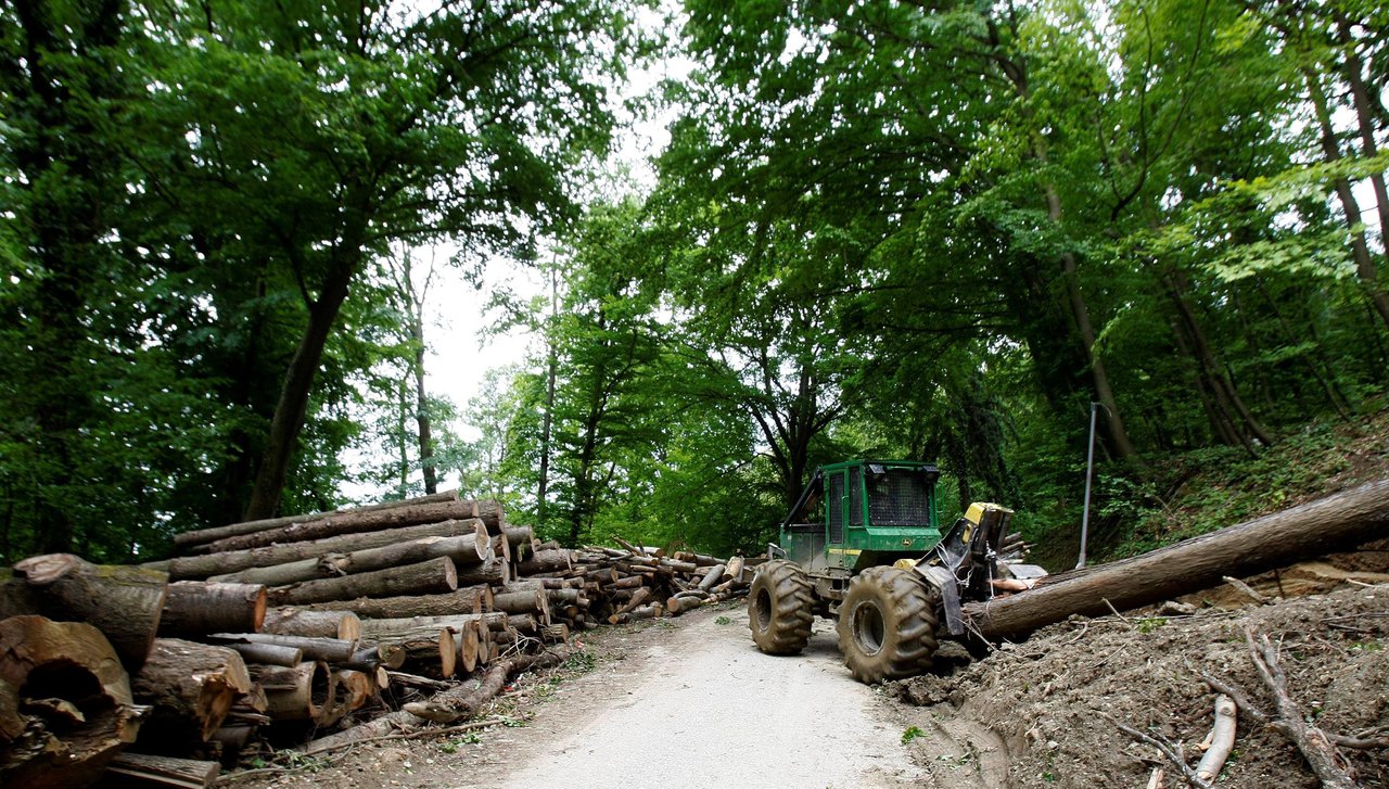 Fotografija: Lopovi su ordinirali po državnoj šumi više od mjesec dana/Foto: Ranko Šuvar/CROPIX (ilustracija)