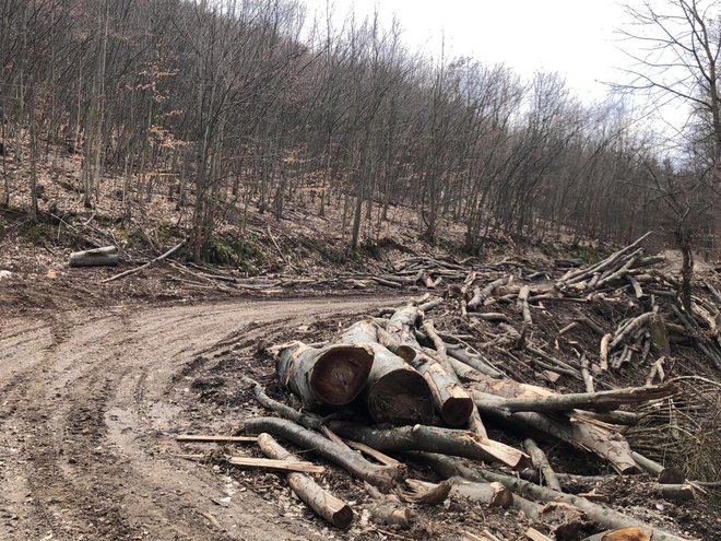 Nakon što je javnost upozorla na devastaciju, Hrvatske šume pojasnile da su u posljednjih nekoliko godina na Petrovom vrhu posadili 20.000 novih sadnica/Foto:Mojportal.hr