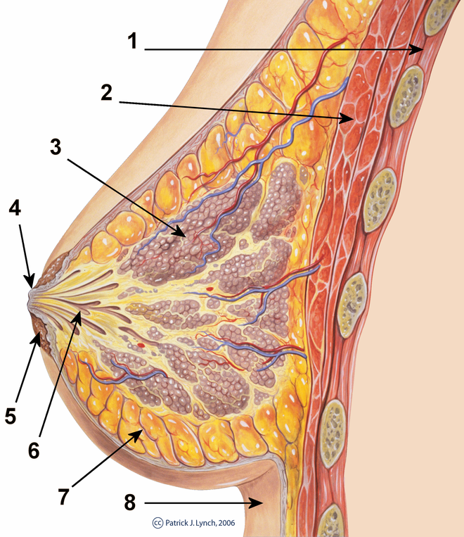 Anatomski prikaz dojke: 1. Prsni koš, 2. Veliki prsni mišić, 3. Mliječne žlijezde, 4. Bradavica, 5. Areola; 6. Mliječni kanali, 7. Masno tkivo, 8. Koža