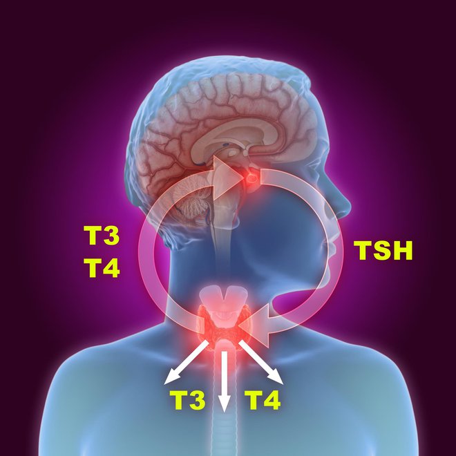 Kada postoji nedovoljna proizvodnja hormona štitnjače (T4 i T3), to je signal hipofizi (crveni kružić) da počne stvarati više TSH koji potiče štitnjaču na povećanu proizvodnju hormona/Foto: Getty Images/iStockphoto