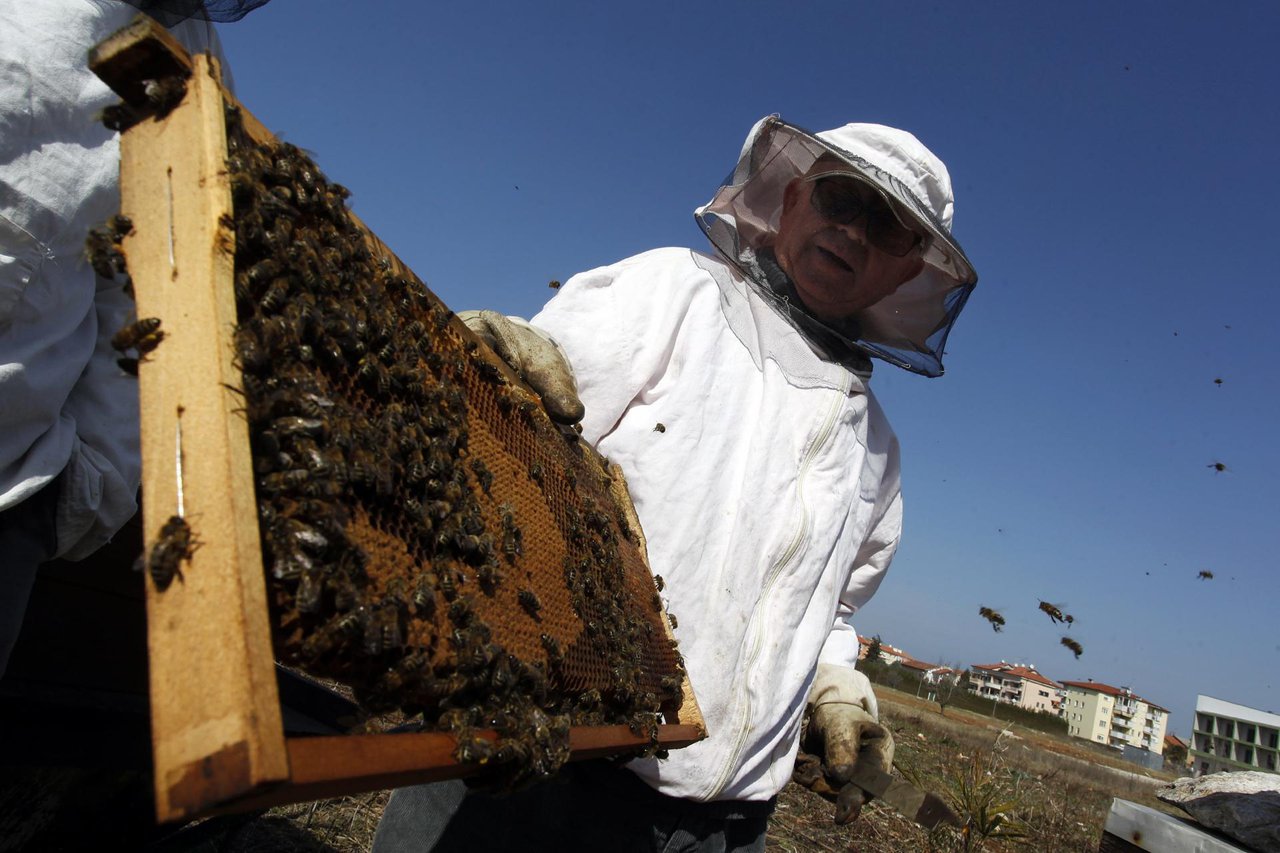 Fotografija: Pčele i med su ukradene u razdoblju od 28. lipnja do 7. srpnja/Foto: Srećko Niketić/ CROPIX (ilustracija)