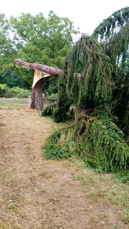 <p>Olujno nevrijeme srušilo je bor u Doljanima/Foto: Đorđe Ostojić</p>
