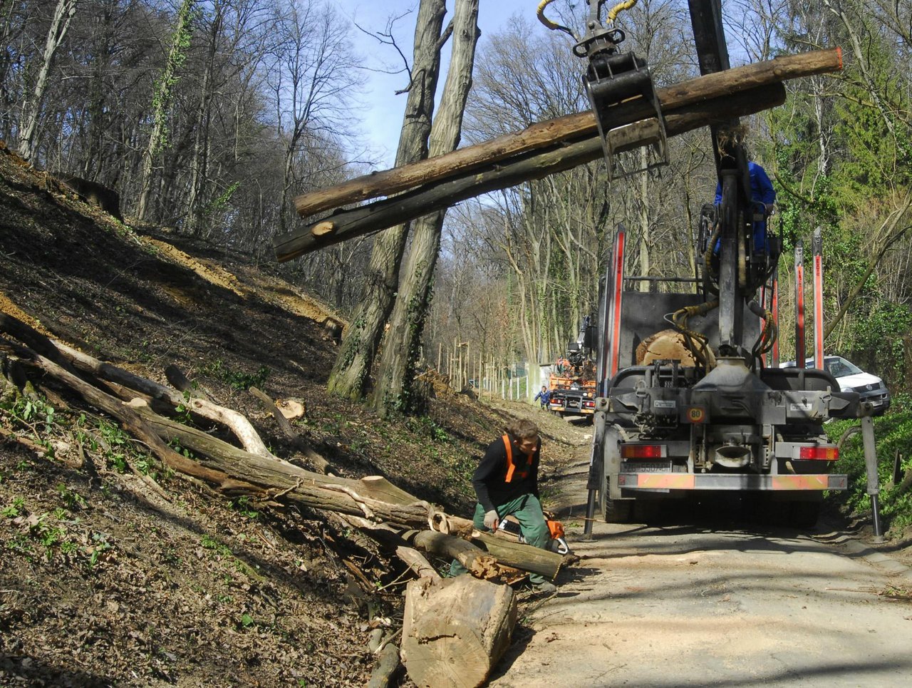 Fotografija: U manje od mjesec dana lopov srušio i odvezao čak 33 stabla iz državne šume/Foto: Milivoj Keber/CROPIX (Ilustracija)

