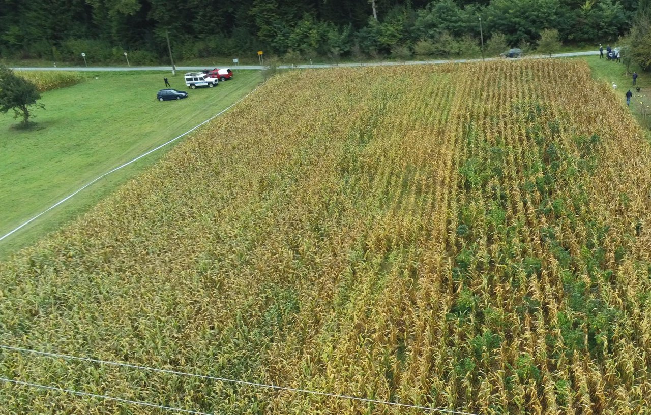 Fotografija: Policija je polje kukuruza s posađenom indijskom konopljom snimila dronom/Foto: PU bjelovarsko-bilogorska

