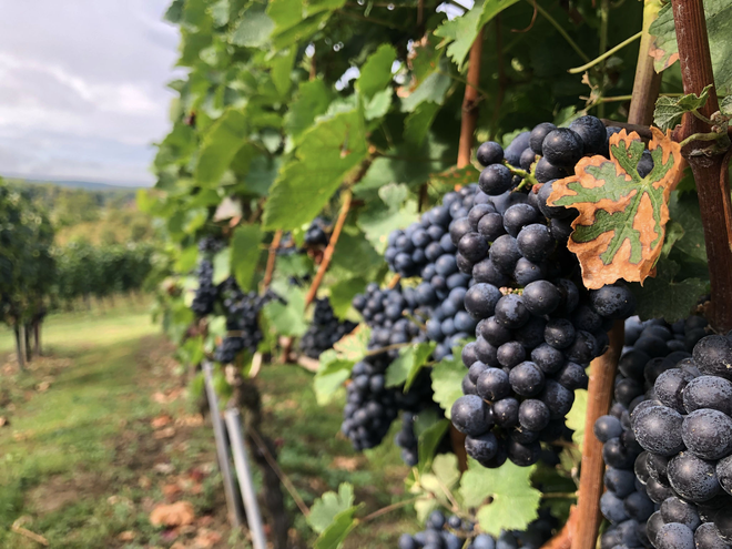 <p>Jesen u vinogradu Vinarije Gašparec/Foto: Janja Čaisa</p>
