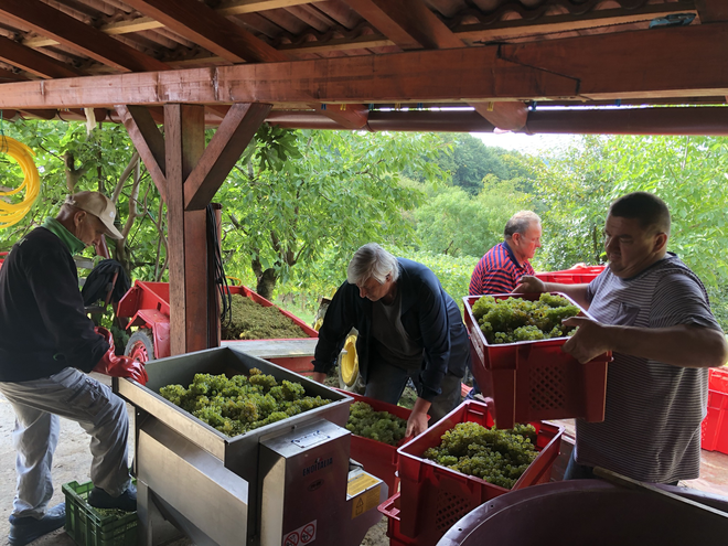 <p>Proizvodnja vina može početi/Foto: Janja Čaisa</p>
