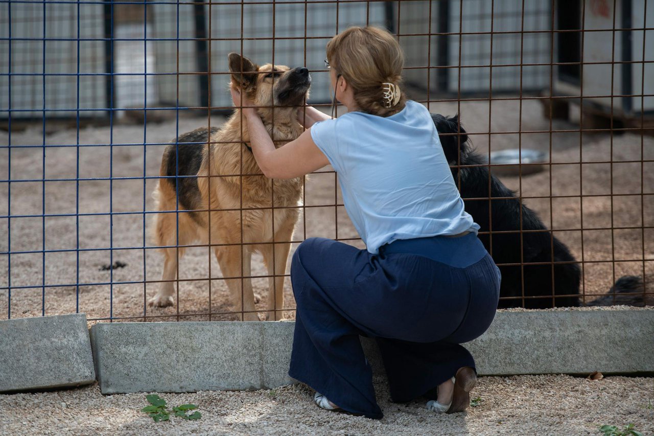 Fotografija: Vlasnik pasa platio je kaznu zbog držanja životinja bez nadzora/Foto: Luka Gerlanc/CROPIX (ilustracija)
