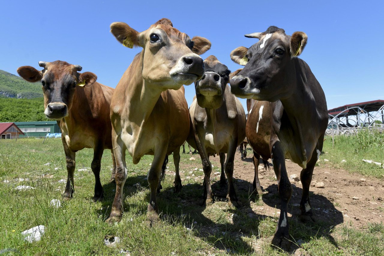 Fotografija: Rješenje neki vide u tome da krave nose maske i jedu češnjak i citruse/Foto: Darko Tomas/CROPIX
