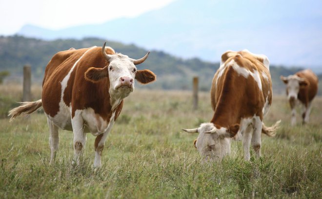 Metan koji krave podriguju glavni je krivac što se smatraju zagađivačima prirode/Foto: Duje Klaric/CROPIX

