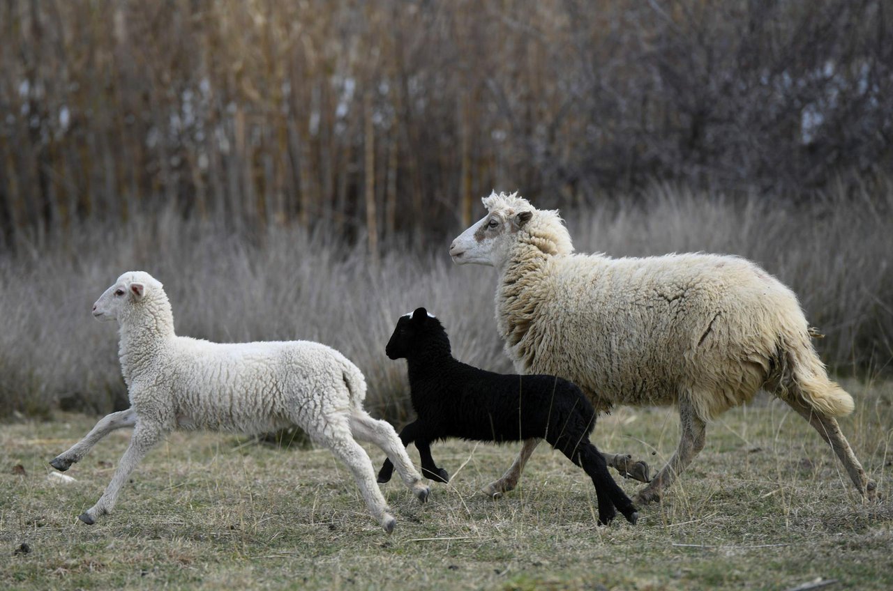 Fotografija: Ovce su ukradene iz ograđenog tora/Foto: Jure Mišković/CROPIX (ilustracija)
